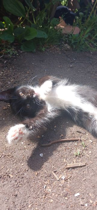 Кошка с котятами