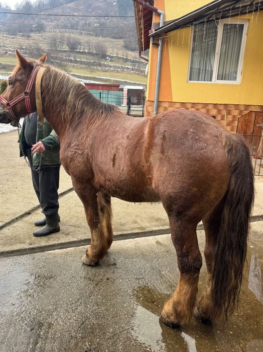 Cal de vânzare 7 ani