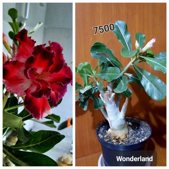 Адениумы махровые, цветущие.