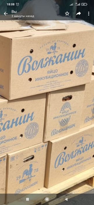 Инкубацинное яйцо Ломан Браун