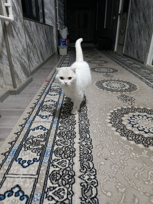 Skotish mushuk sotiladi