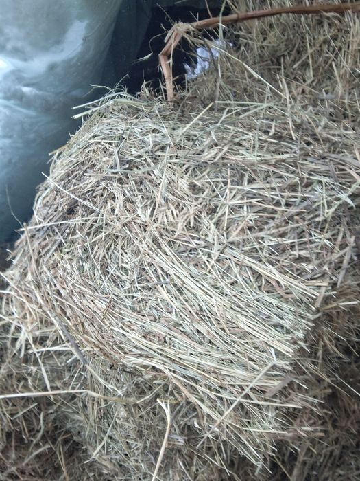 Baloti de fan de vanzare