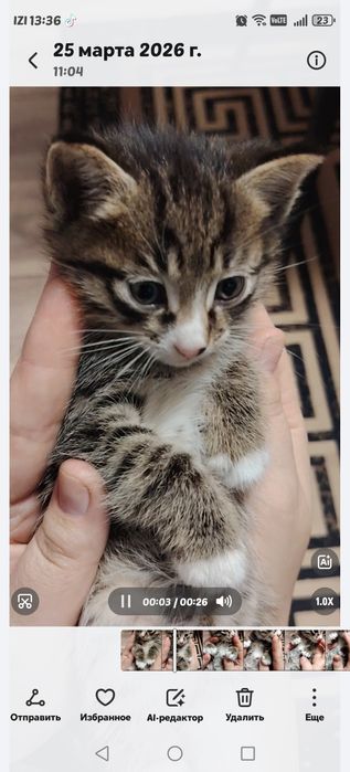 Котята, отдам в добрые руки