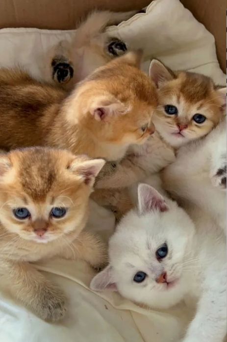 Шикарные шиншиллки шотландские котята