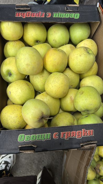 Яблоко Привосход сорт