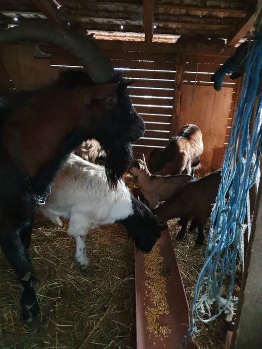 Vând capre,țapi și iezi