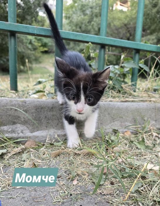 Три котенца търсят дом
