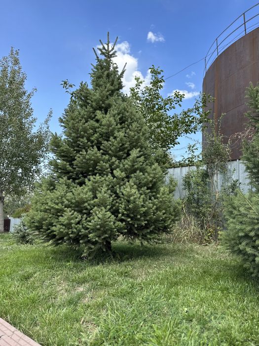 Елки горные