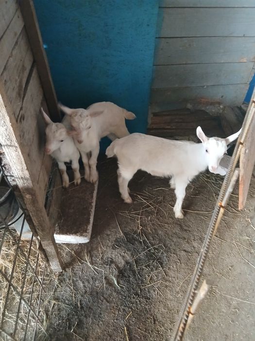 Vând capre și iezi