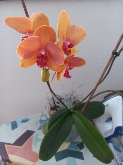 Орхидеи домашние