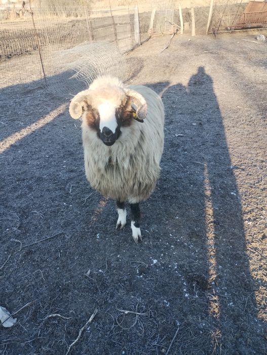 De vânzare berbecuț.