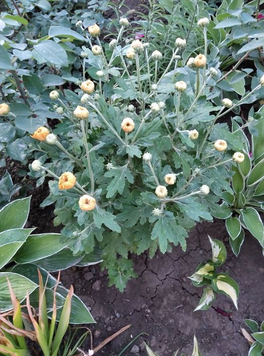 Голландские Лилии