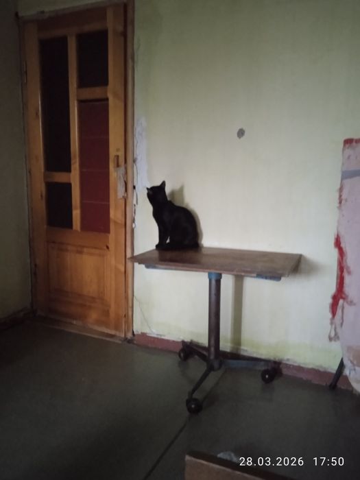 Продается красивая черная кошка 3.5 месяца.