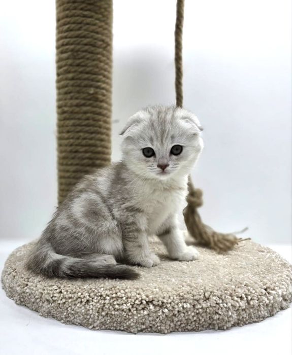 висЛоуХие ПлЮшевыЕ коТята