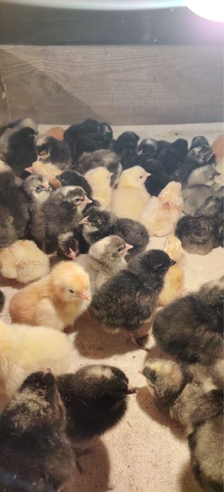 Продам несушек породы Доминант