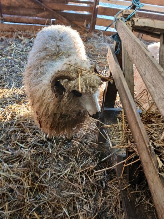 Vand 5 oi turcane de hateg