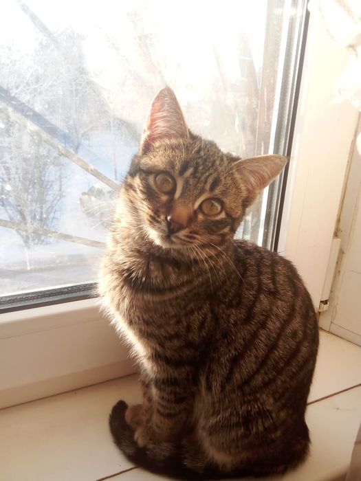 Кошка ласковая добрая