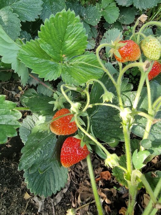 Продам клубнику свежесобранная