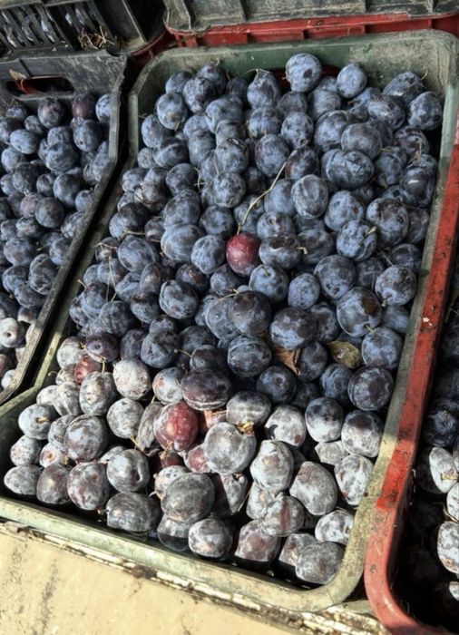 Prune de tuica bio