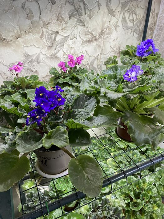 Фиалочки недорого