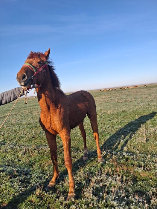 Продам Жеребчика