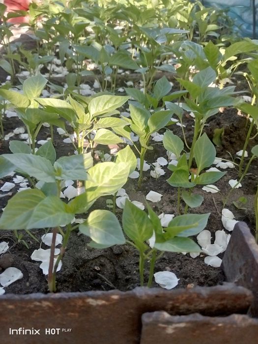 Продам рассаду посёлок Мирный