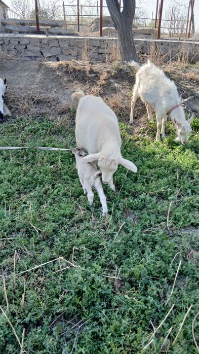 Алпа занен эчки сотилади