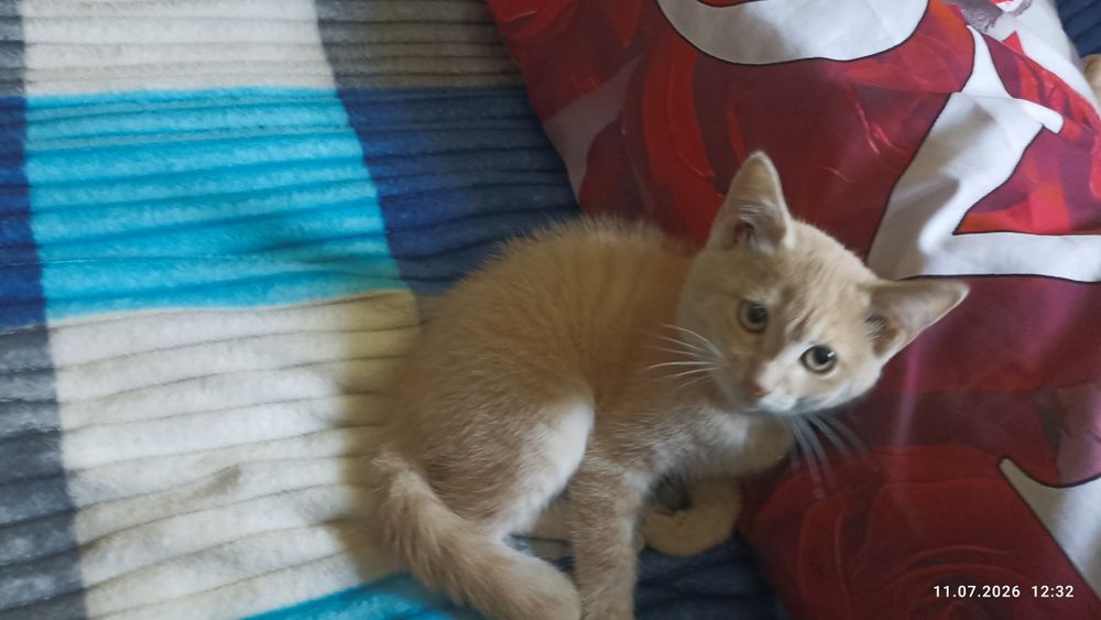 Котик ищет любящую семью