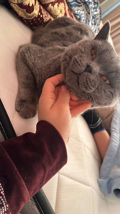 Mushuk Skotish fold britaniskiy sotiladi srochniy