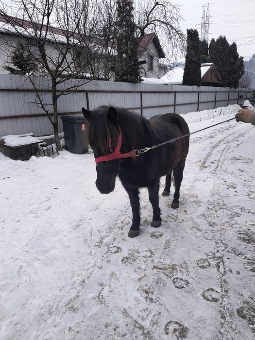 Vând poneita tanara