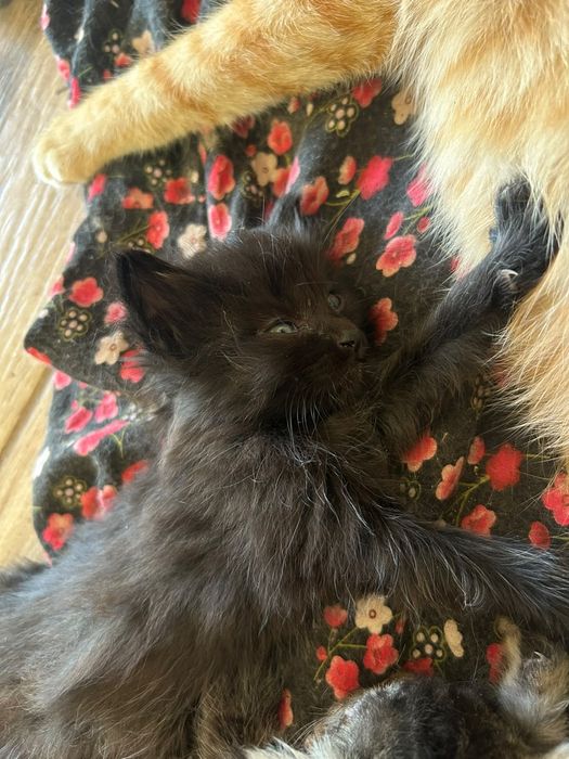 отдам котёнка бесплатно