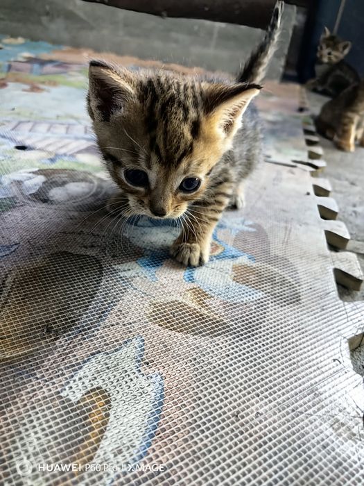 Отдам даром котят