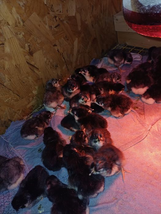 Pui metis australorp negru/gri de o zi