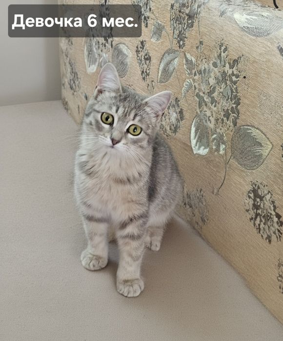 Кошечки метис британская, девочка, котята трёхцветка