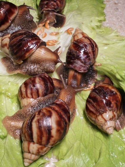 Ахатин улитка большая