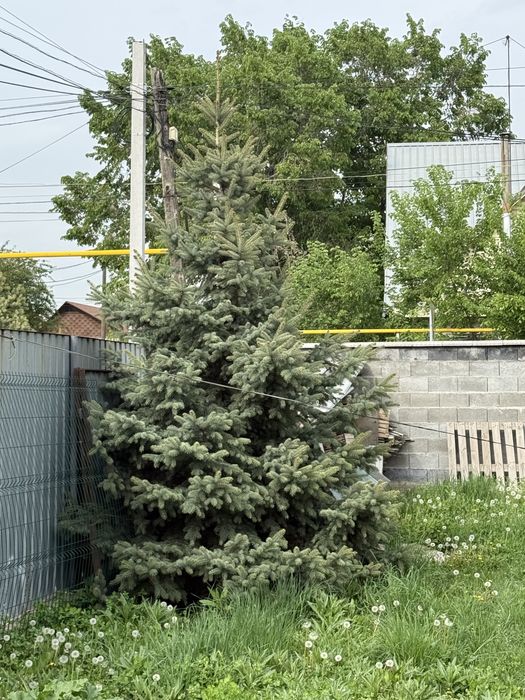 Продается тяншанские ели и голубые ели