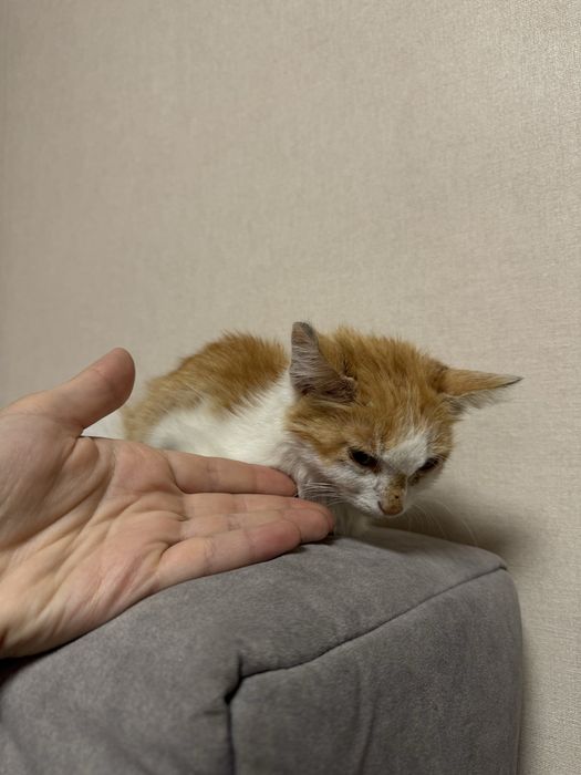 Отдадим котенка в добрые руки
