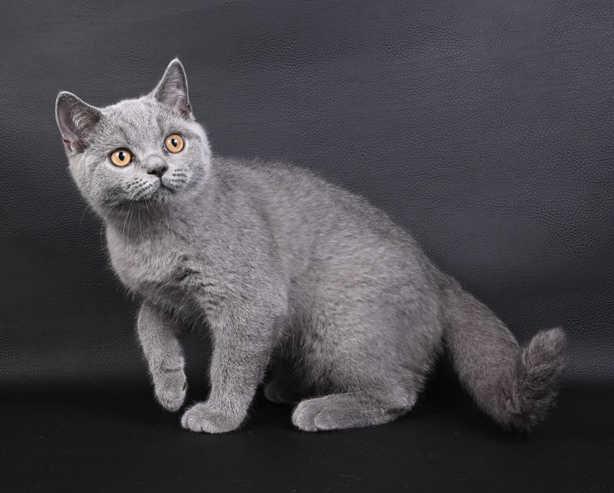Pisicuță British Shorthair colour blue  cu pedigree