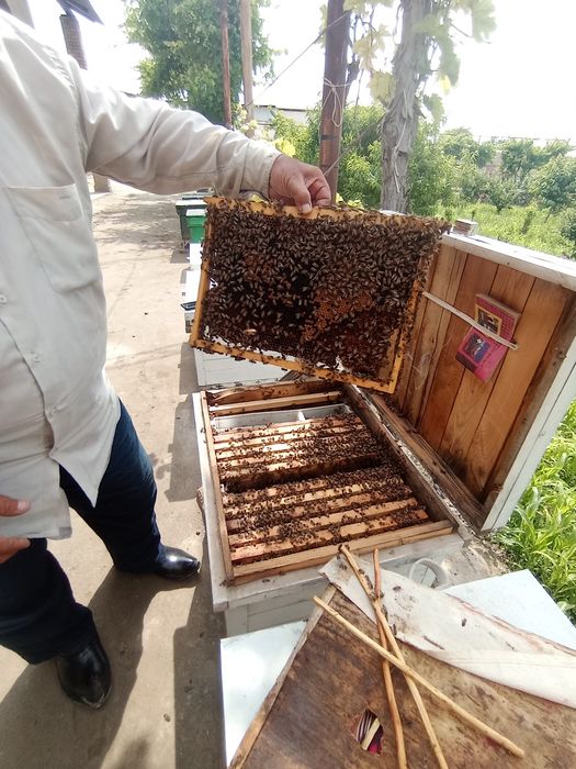 Асалари сотилади