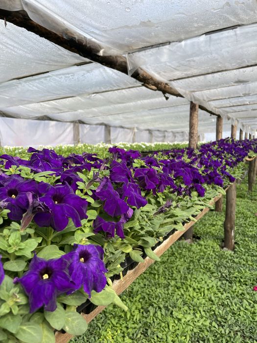 Рассада петуния тайшан тагетес