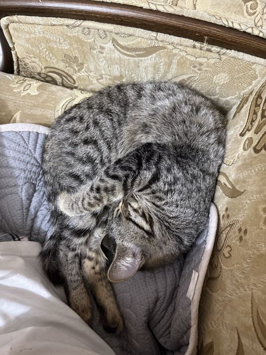 отдам котенка в хорошие руки