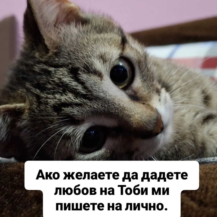 Подарявам малко коте.