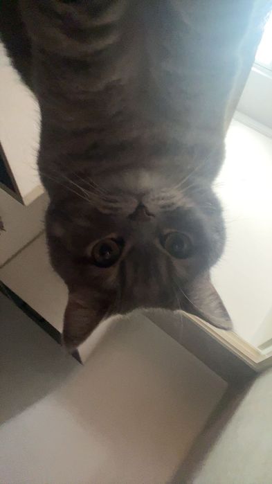 Кот - Ляля, 3 года