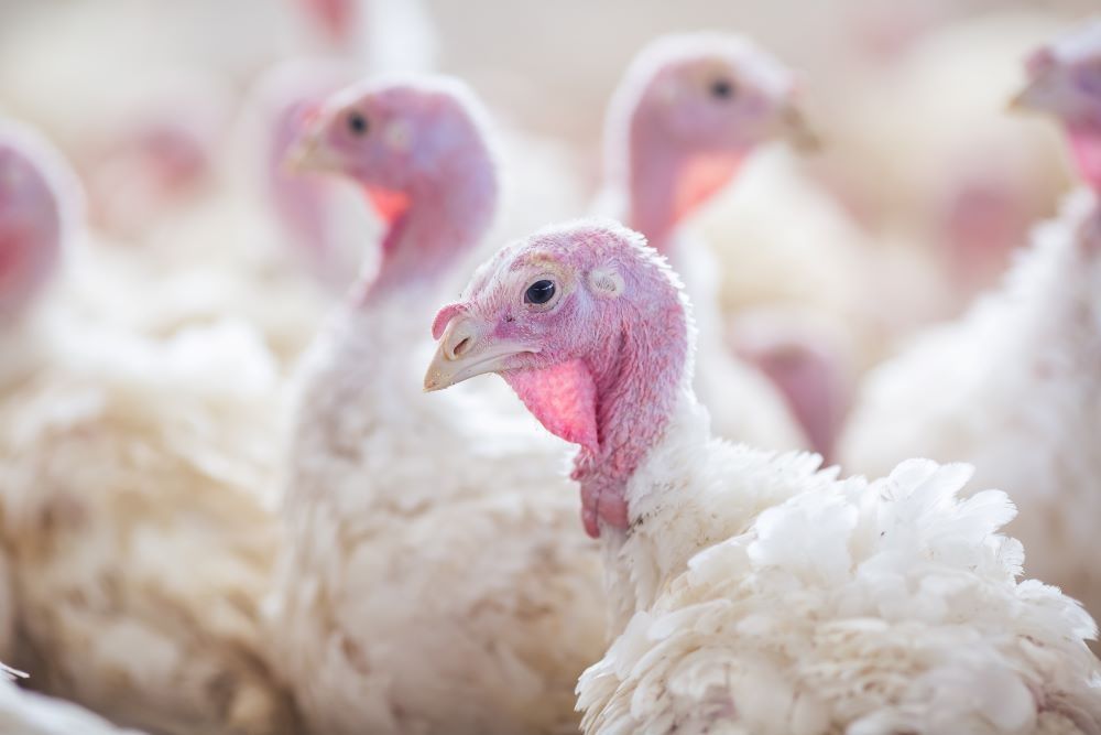 curcani de carne 3 saptamani