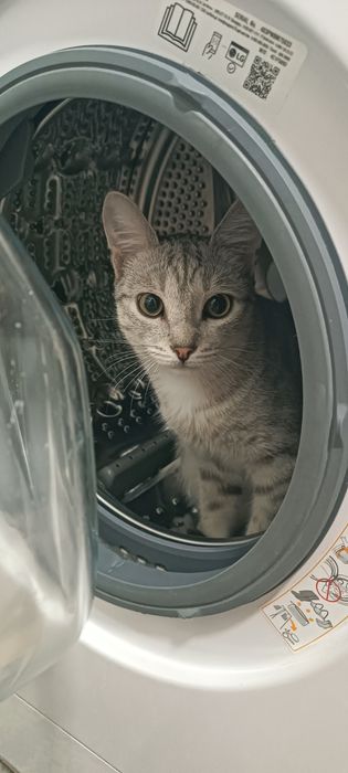 Отдам в хорошие руки