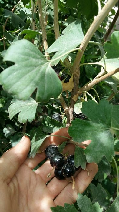 Смородина сортовая "Черная жемчужина".