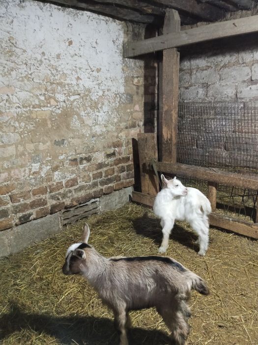 Продам двух козочек от отличных родителей