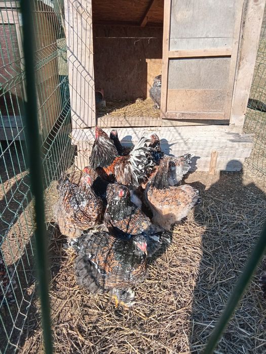 Ouă Brahma porțelan