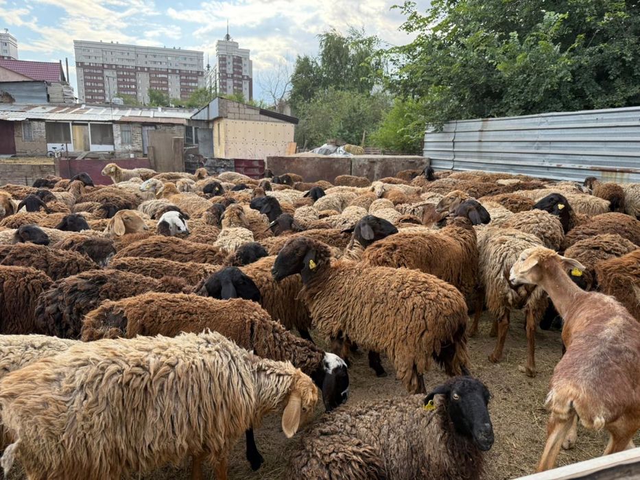 Қой бар, барашки құрбан айт, бараны
