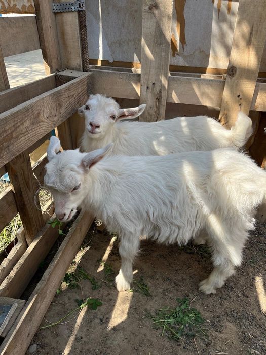 Орыс ешкі сатылады